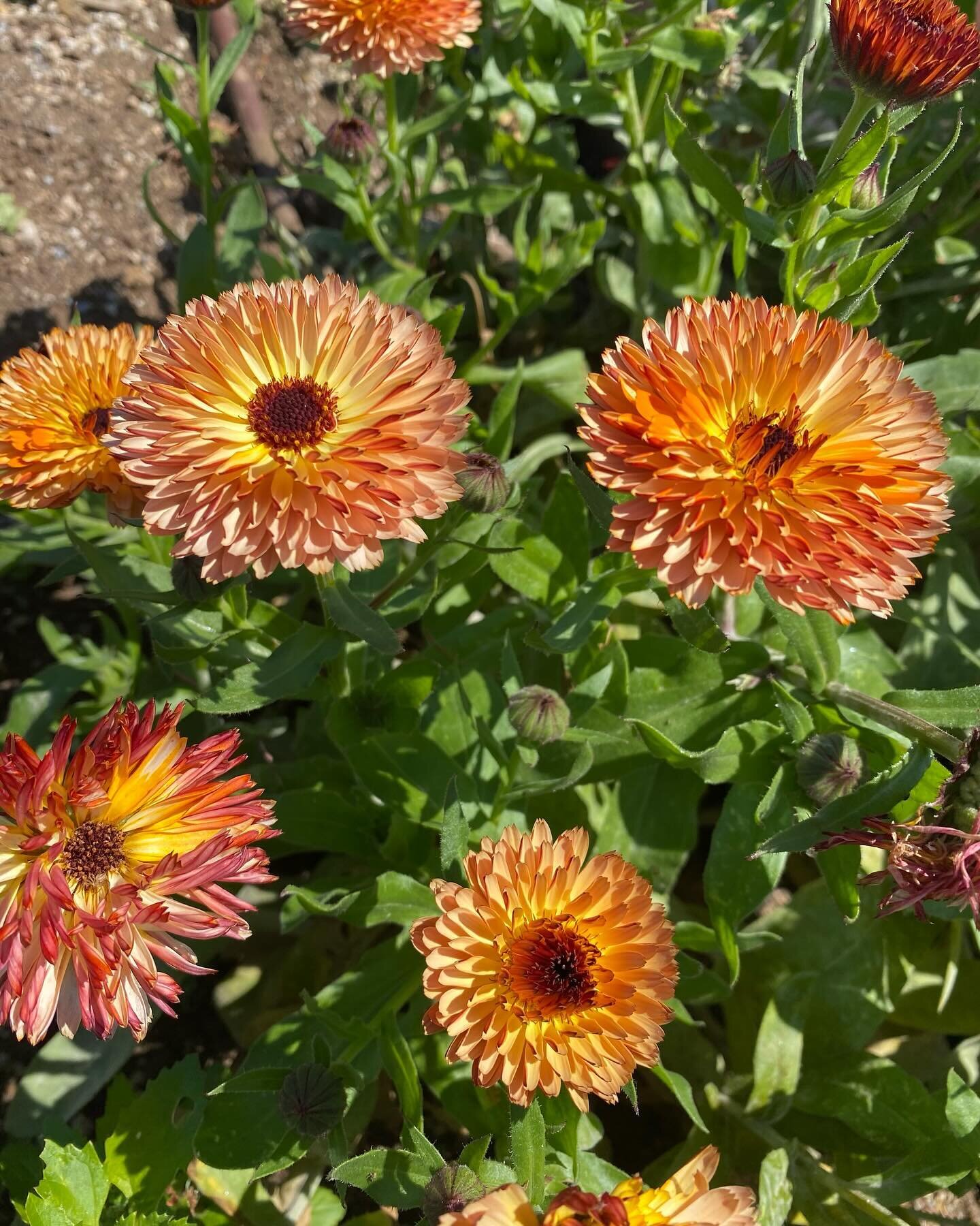 Spring is blooming on the farm! Calendula, artichokes, onions, celery, sweet pea, YUM!