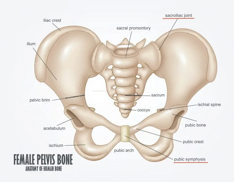 Pelvis-und-768x597.jpg