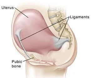 round-ligament-300x251.jpg
