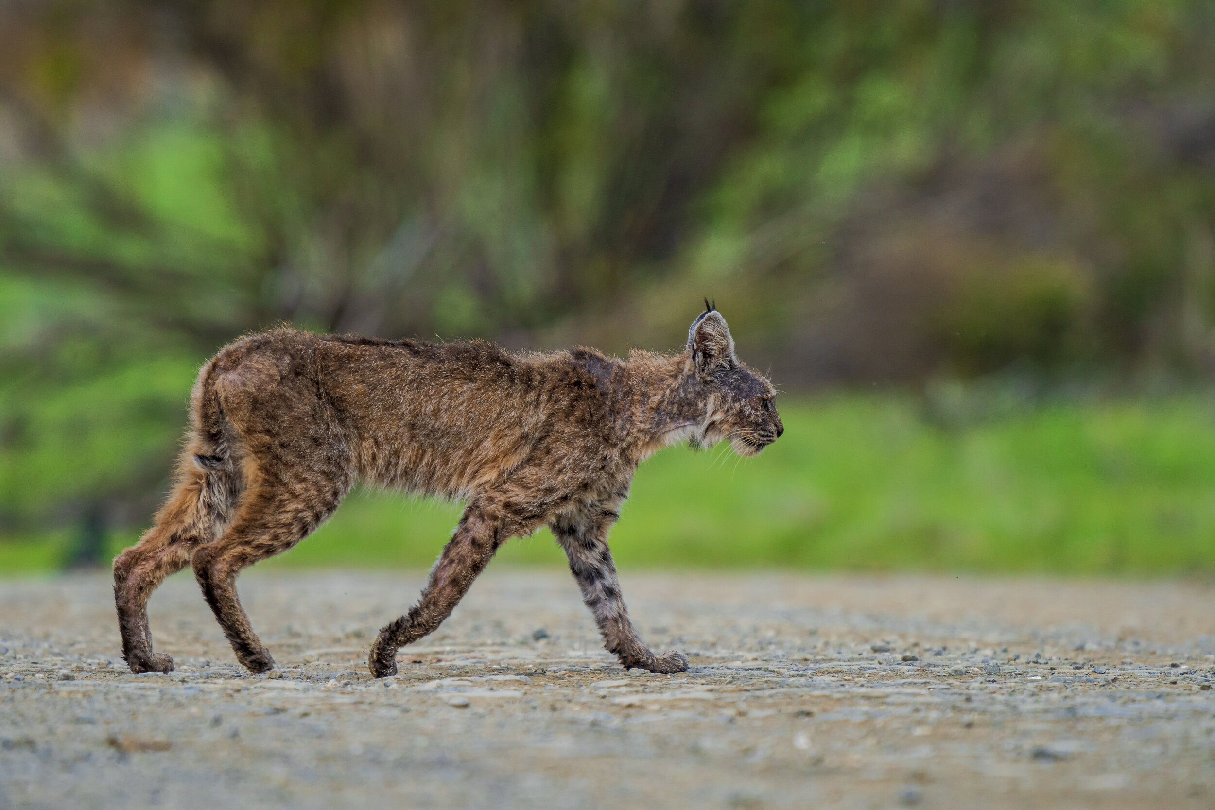 Bobcat (aka) Red Lynx —  (THL) Photography