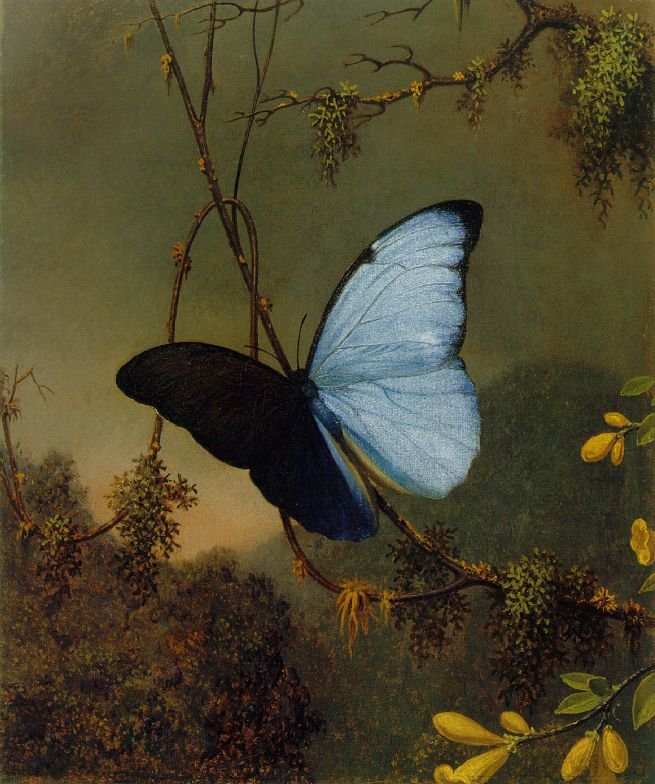Blue Morpho Butterfly, c 1864-65