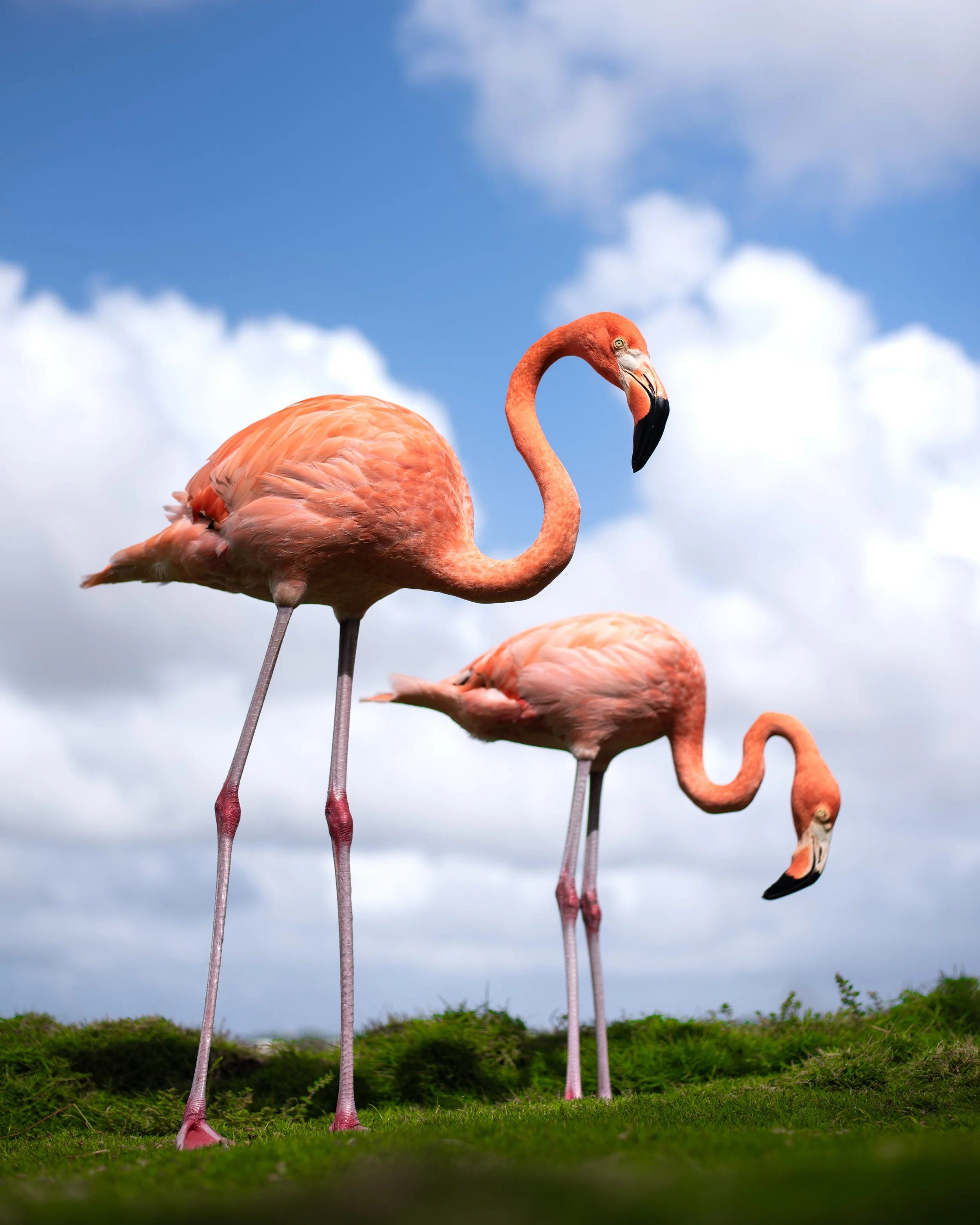 Flamingo1.jpg