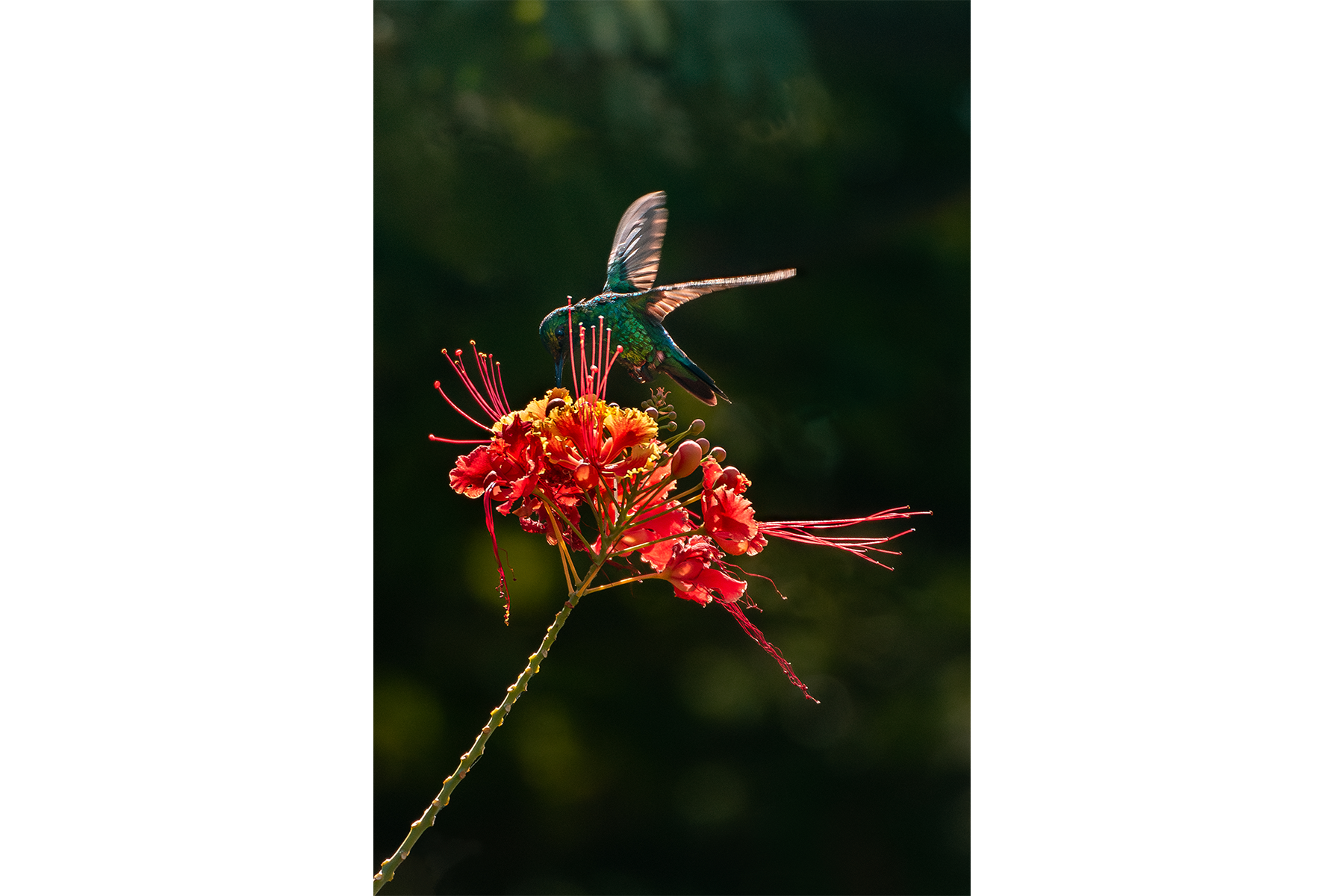 hummingbird storepic2.png