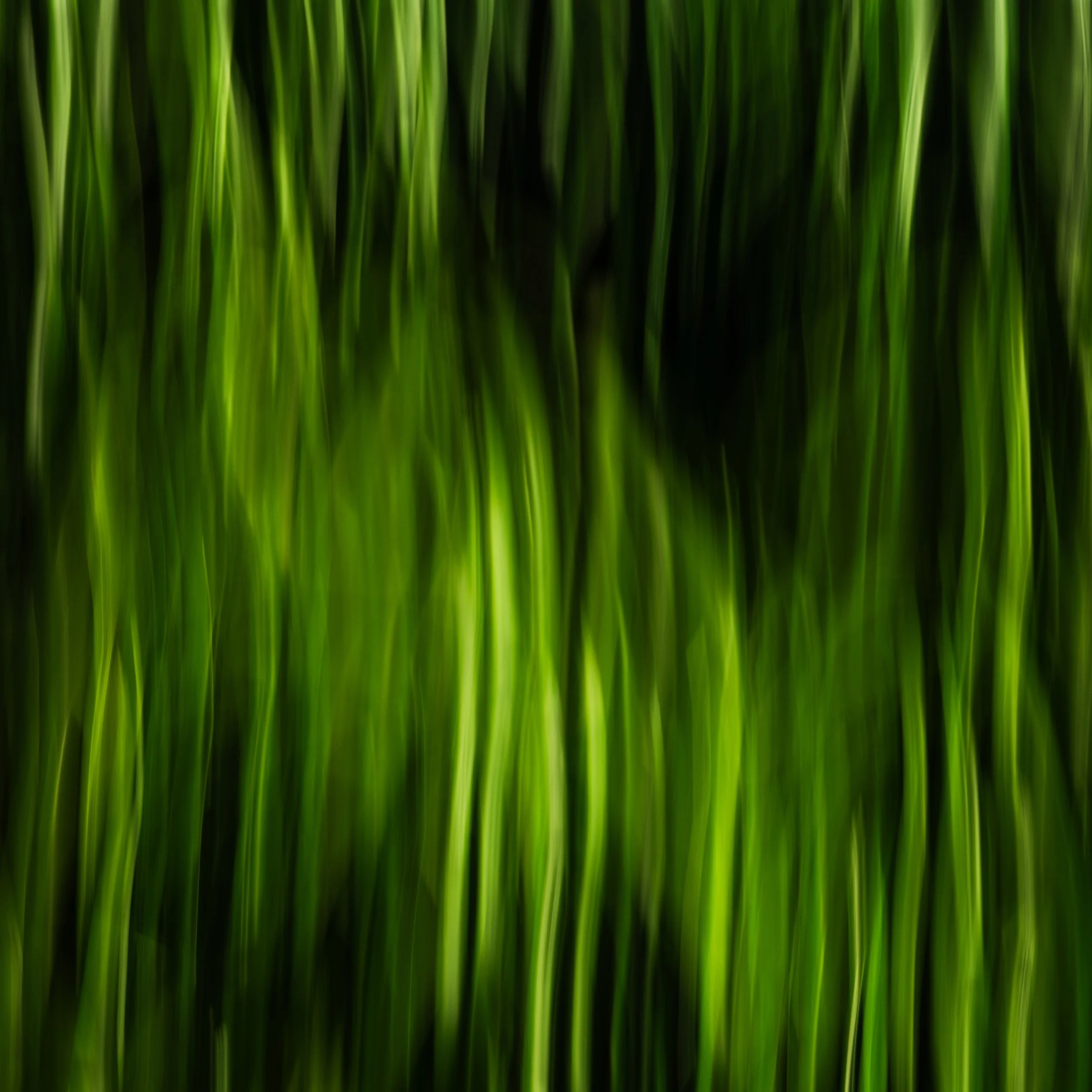 Chlorophyll Tide.JPG