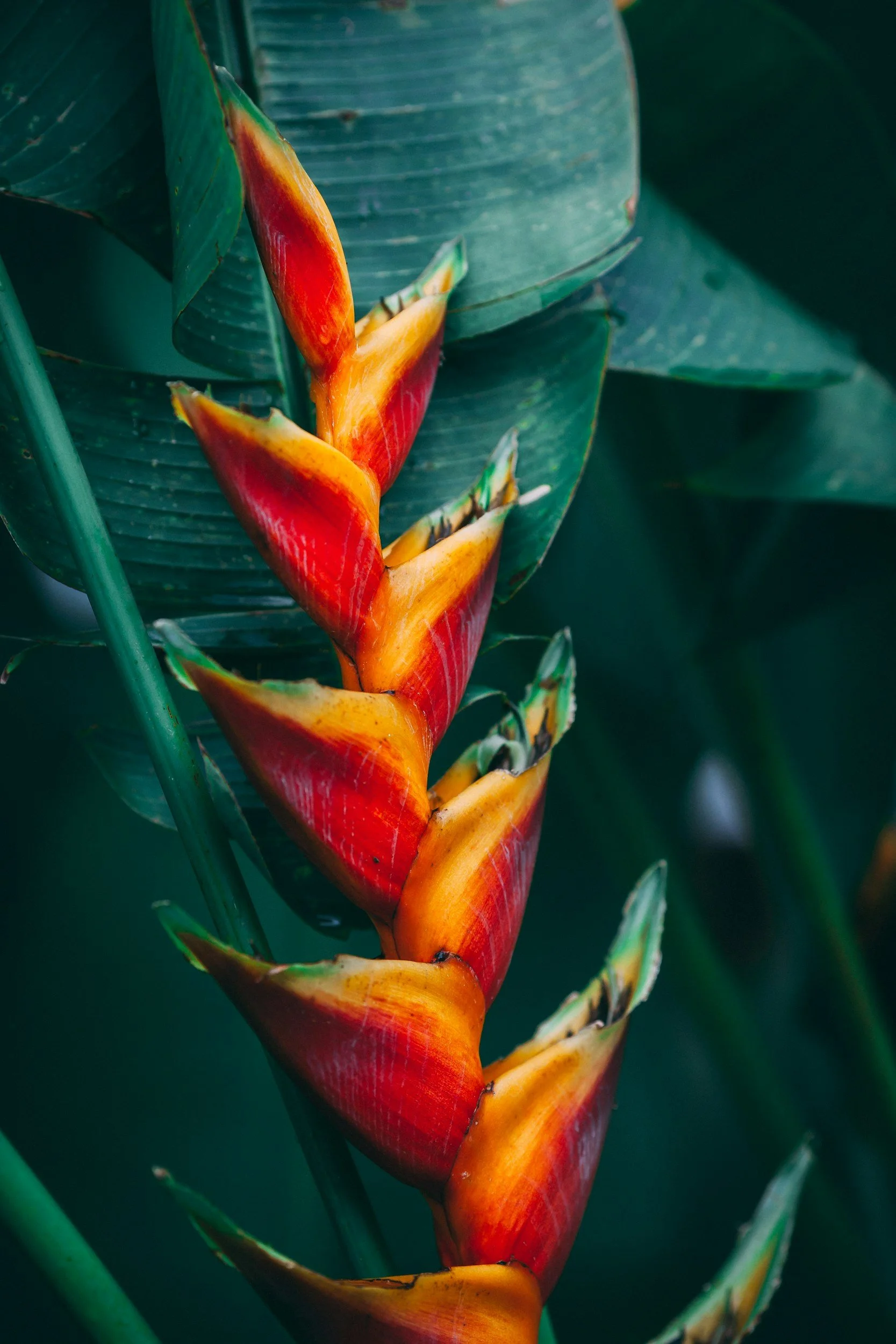 Close-up of a tropical banana flower with orange and yellow bracts, surrounded by large green leaves.
