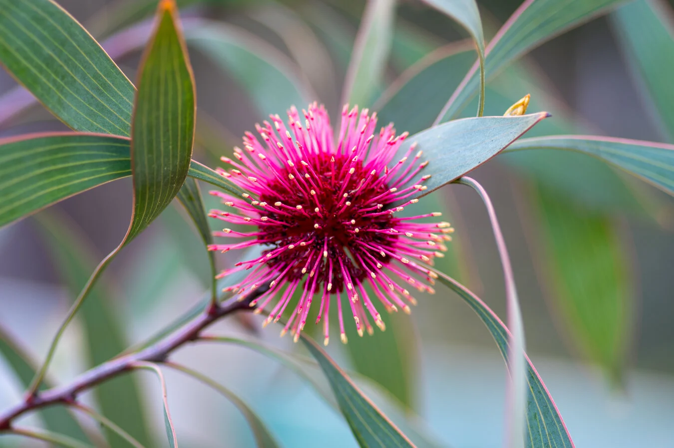 hakea.jpg