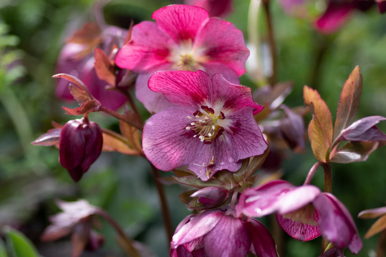 hellebore.jpg