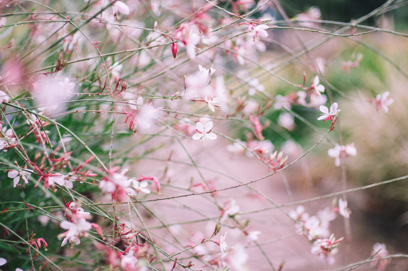 gaura2.jpg