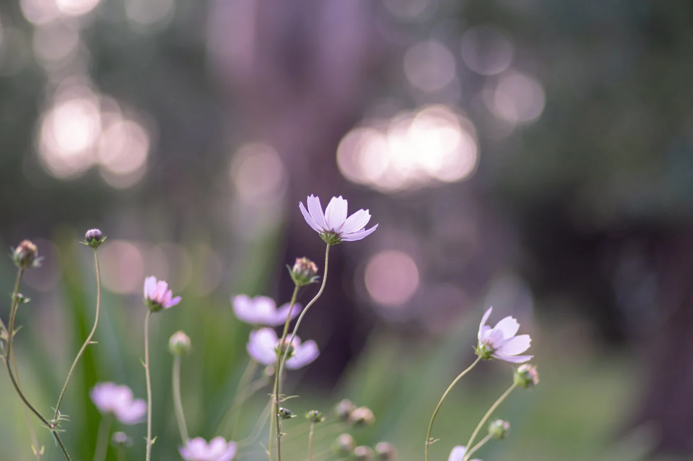 magenta windflower.jpg