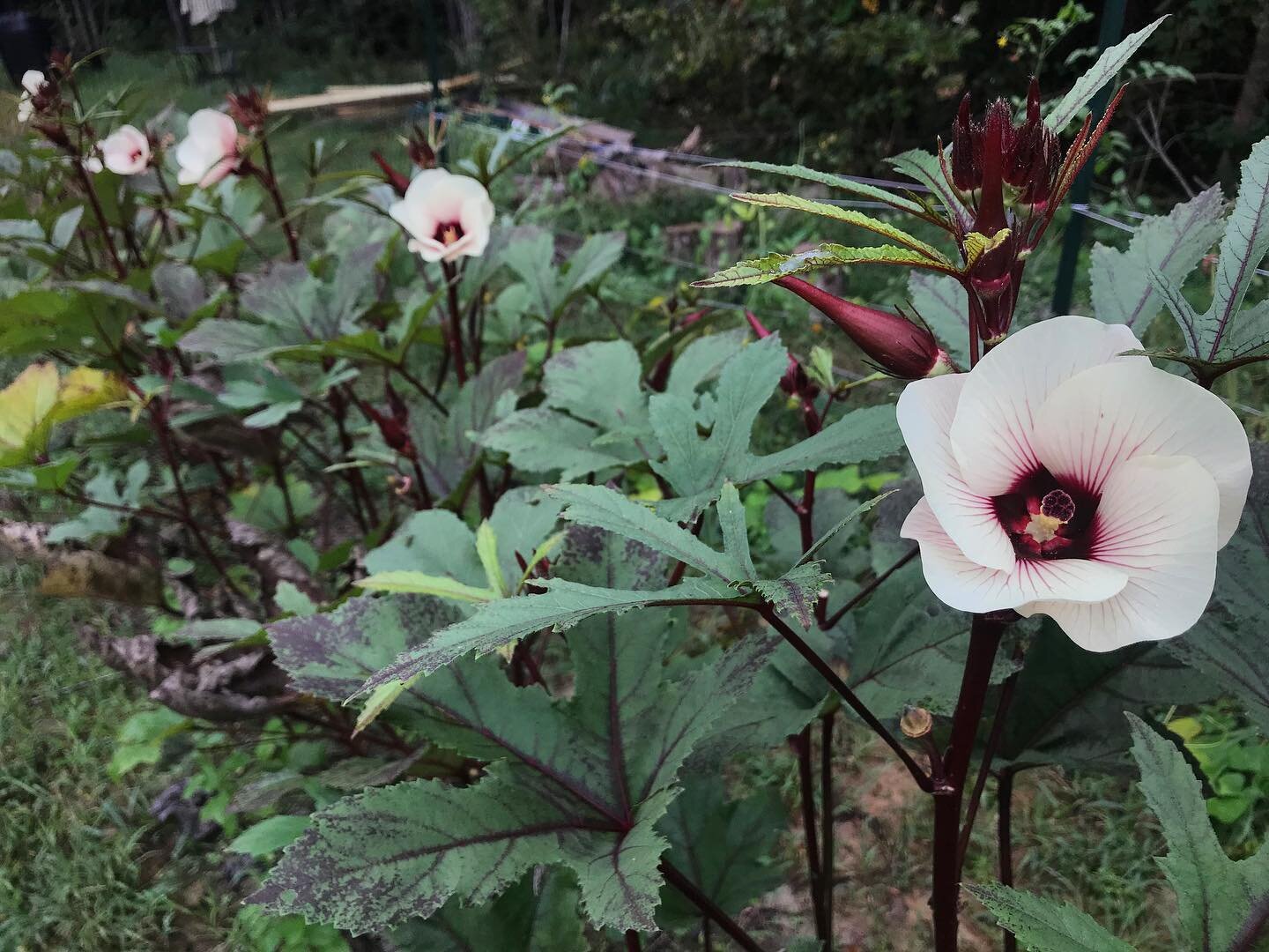I just love this heirloom Red Burgundy Okra from @southernexposureseed

These plants have done exceptional this year and are still going strong into autumn 🍂 

So beautiful and productive, Okra makes a great addition to salads, soups and stir fry. 
