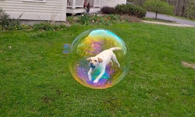 On COVID-19, Sports sans Fans, and Glinda-Worthy Bubbles