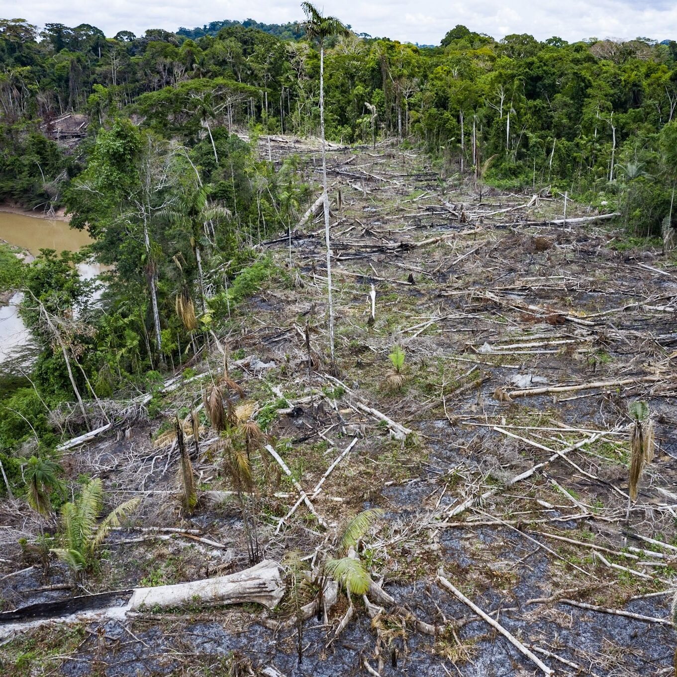   New deforestation, Sepahua River.  