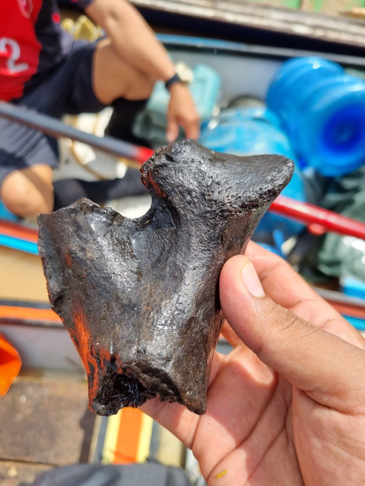   The Concession is rich in fossils  
