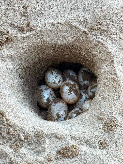   A taricaya nest in a natural beach.  