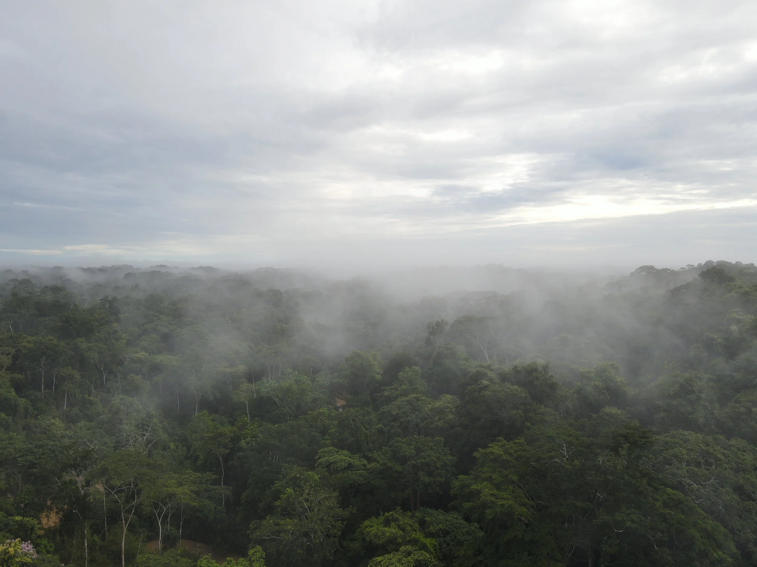 ACC-Yurúa Begins the Process of Registering Its Conservation Concession as an OECM with Peru’s Ministry of the Environment, in Coordination with UAC