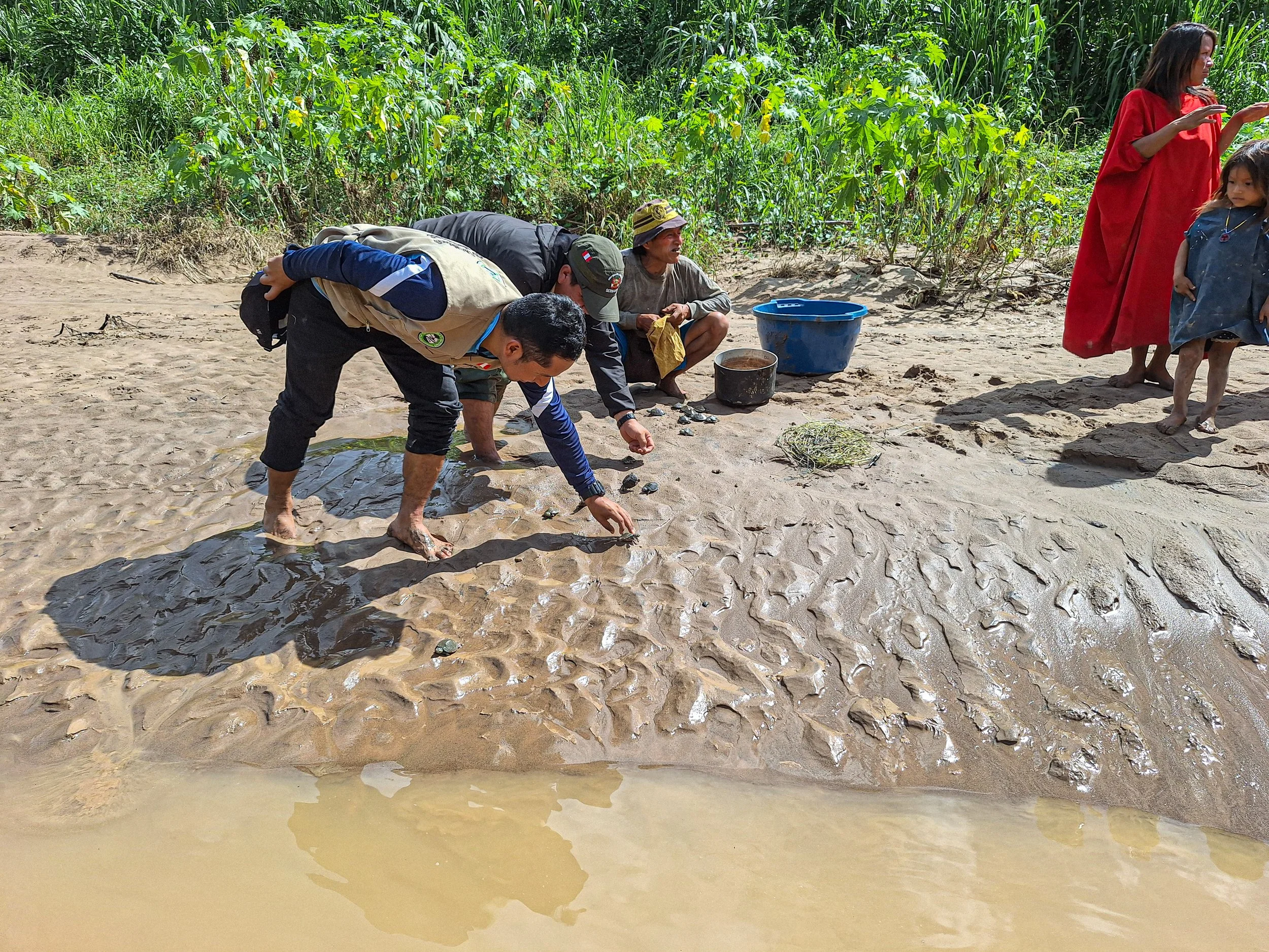 Communities release more than 2,000 taricaya and charapa freshwater turtles into the Yurúa River to safeguard the forest and river ecology
