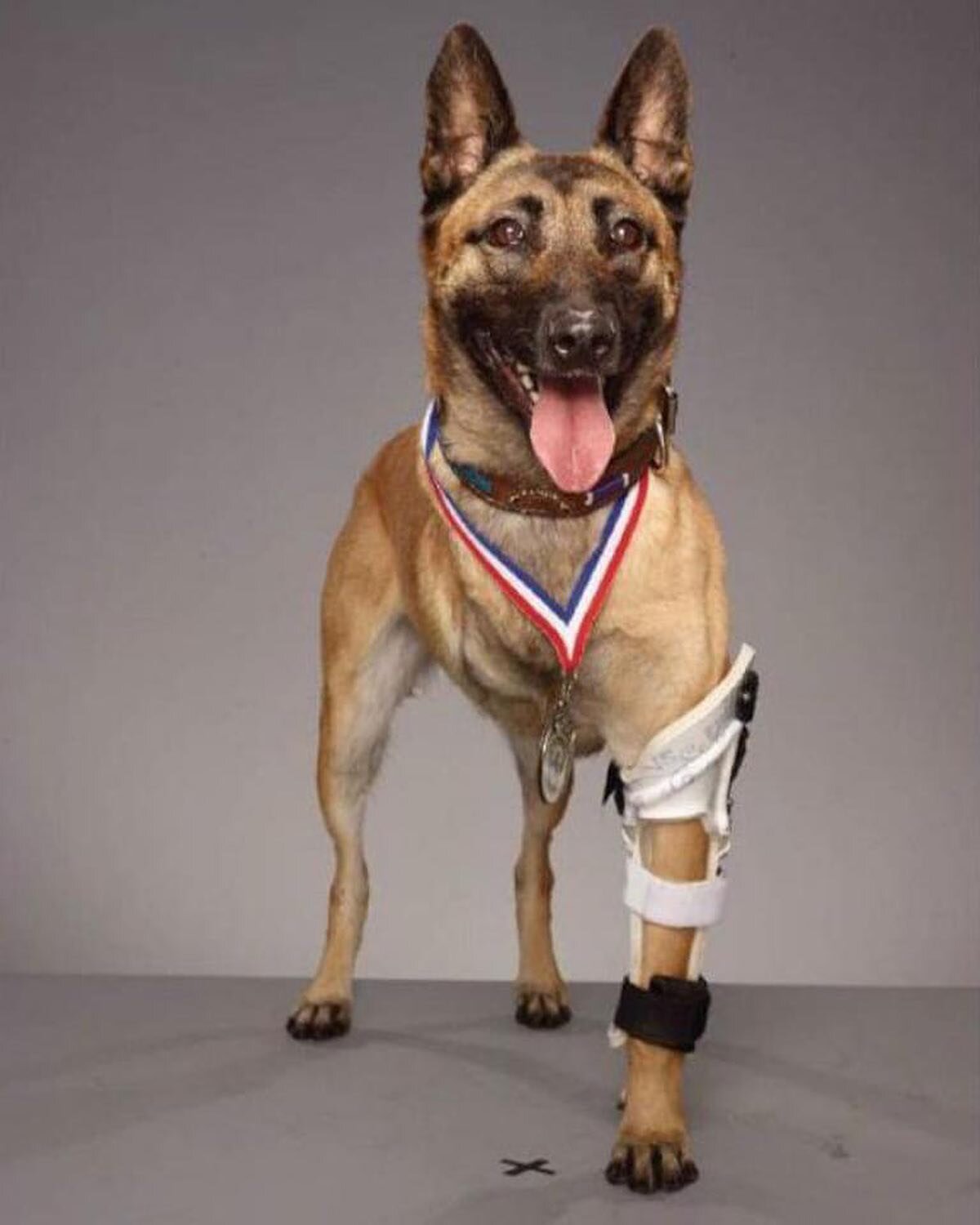 Today we celebrated National K9 Veterans Day; which pays tribute to military working dogs and countless other canines serving our nation.

There are more than 2,500 dogs serving in the military and about 700 deployed overseas. Over 35,000 dogs have s