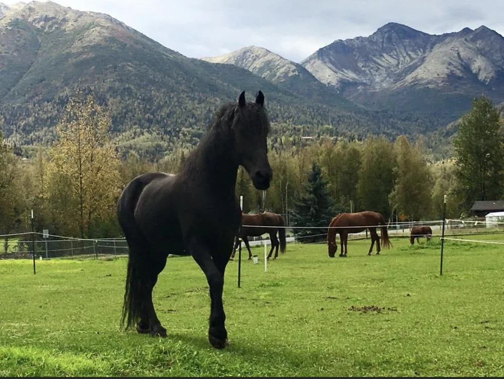 Horses for Heroes — National Warrior Foundation