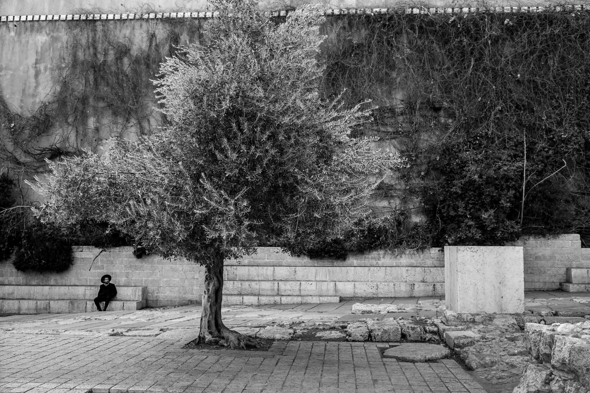 A person sitting alone on stone steps next to a large tree in an outdoor setting, with a stone wall in the background.