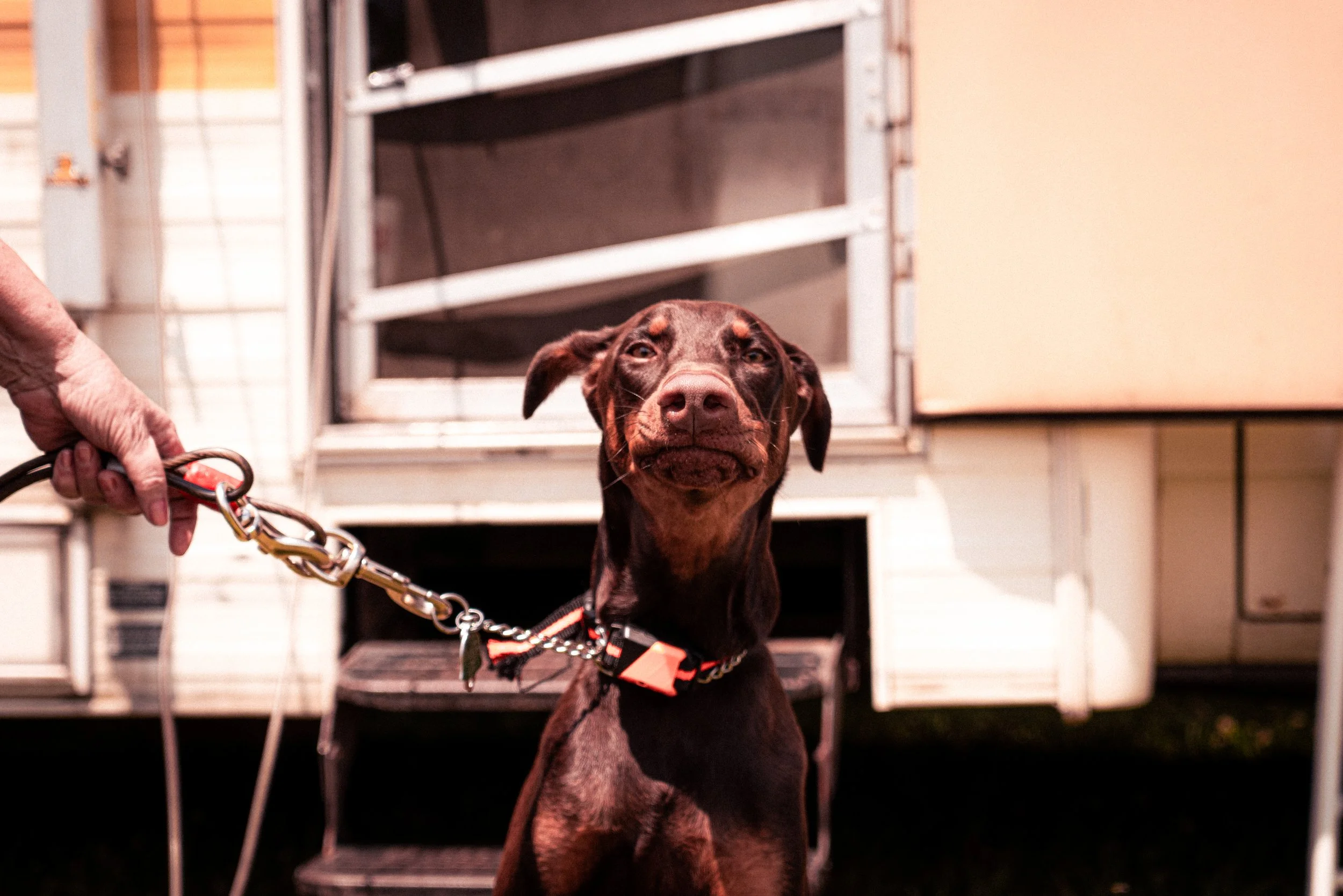A brown dog on a leash, sitting in front of a white trailer or small building, with a person holding the leash.