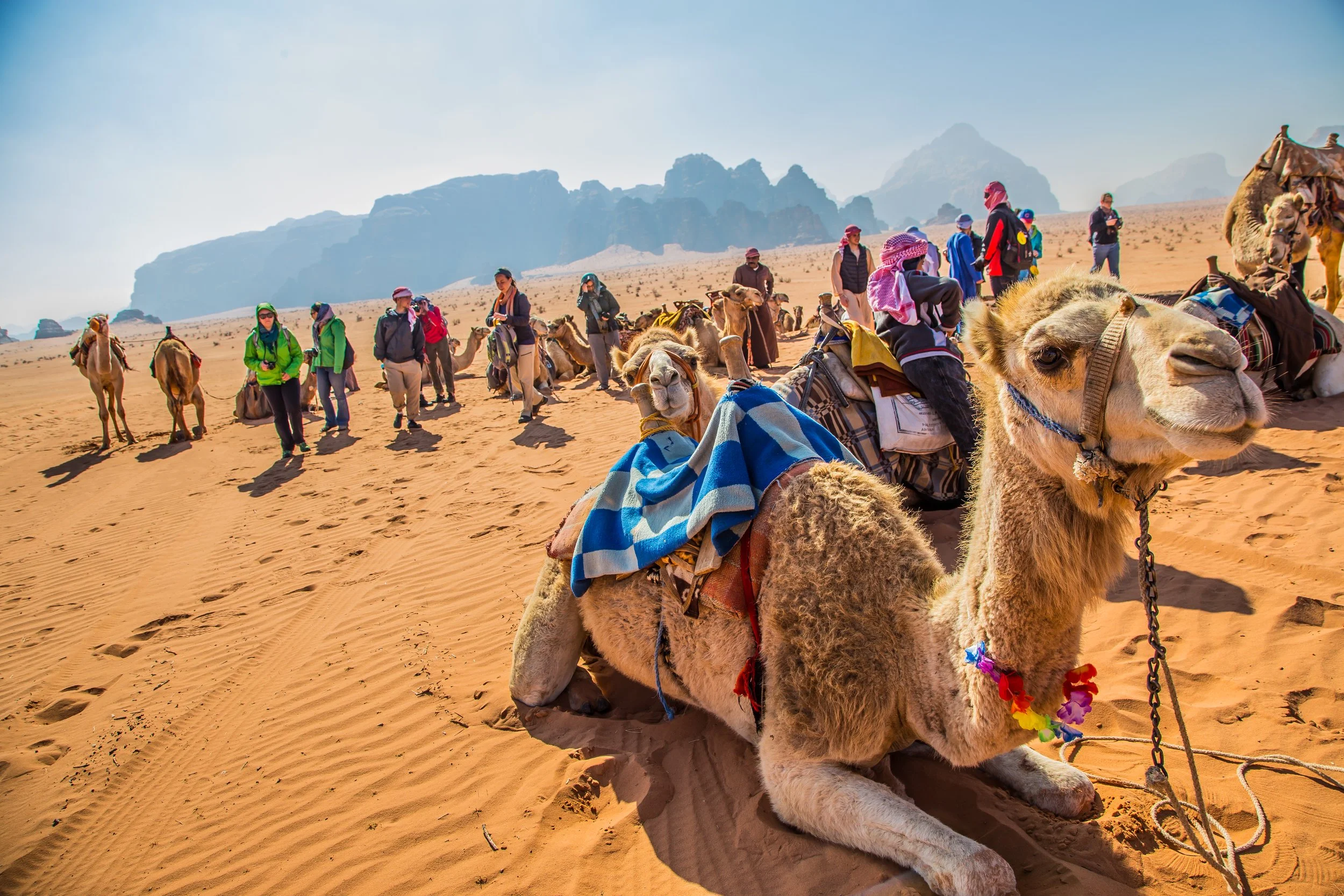 A group of tourists with backpacks and hats walking in a desert landscape with camels, some sitting and others standing, and rocky mountains in the background.