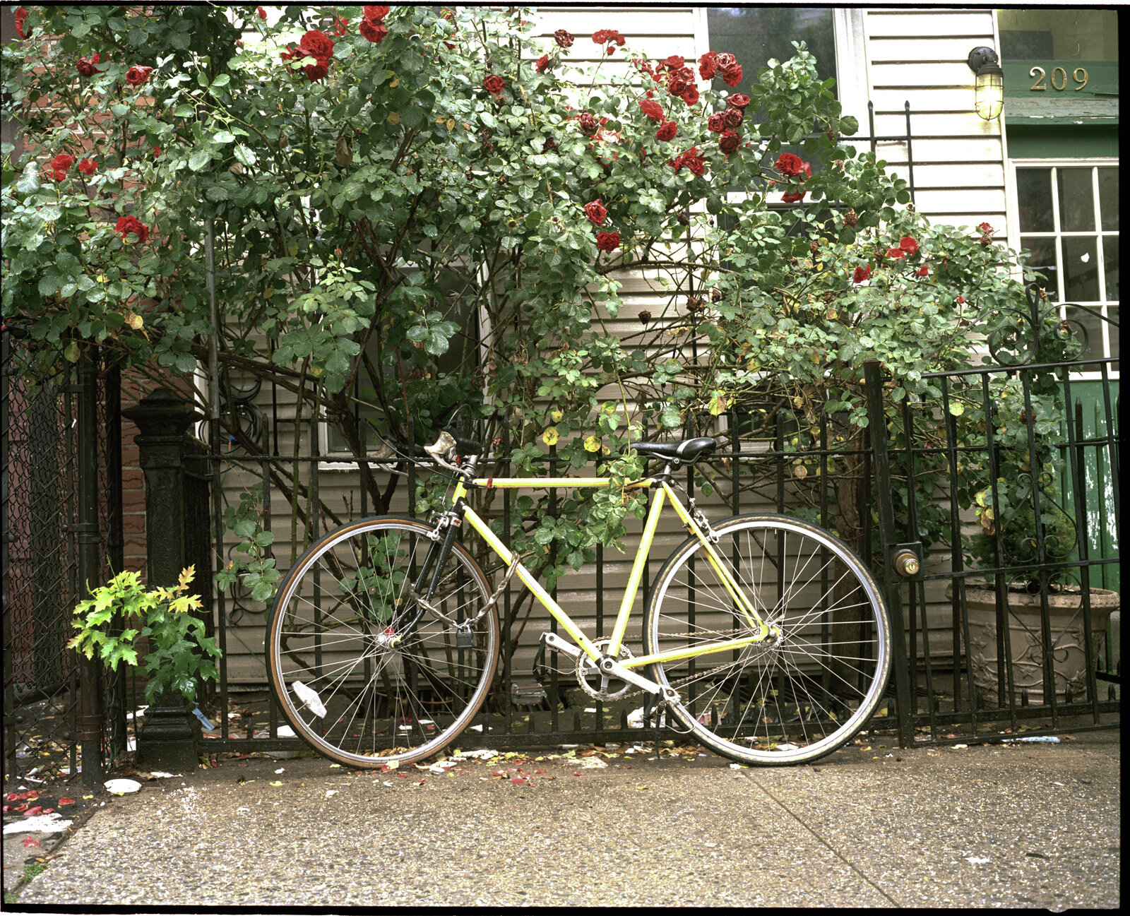 Bike and roses