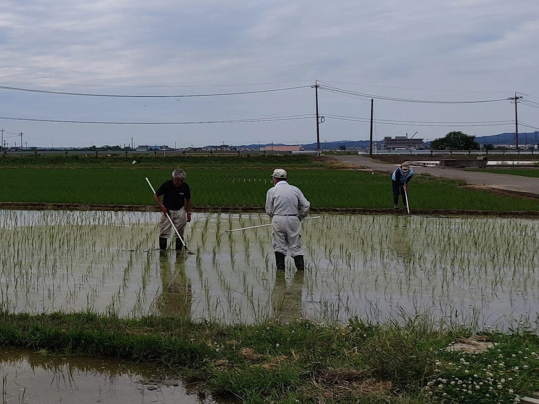 Back in the rice paddies
