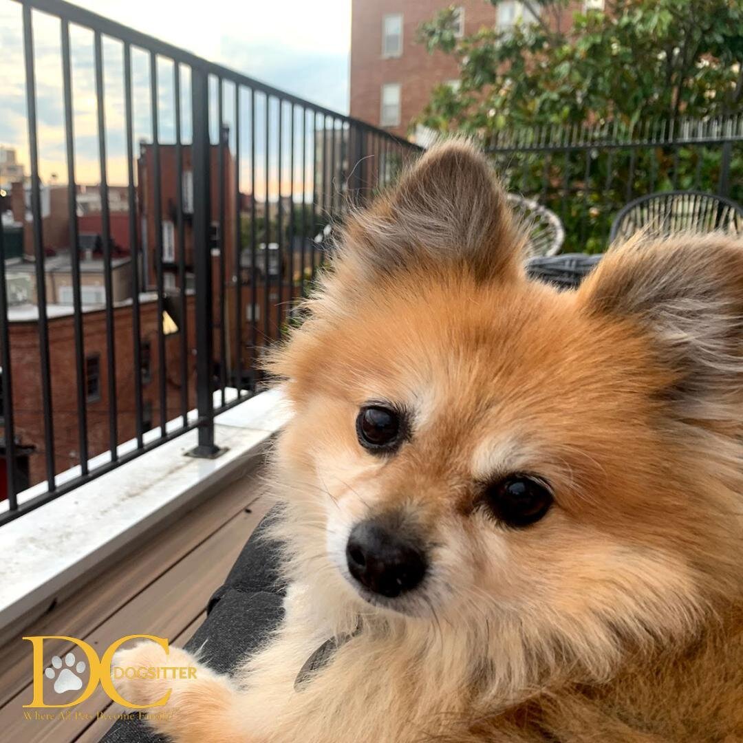 How was your weekend?? Parker's was fabulous! ☀️🐾

Meet Parker the Pomeranian! We had the pleasure of getting to know this little guy over the weekend! Parker enjoys people watching and listening to National Public Radio. He has an infectious smile 