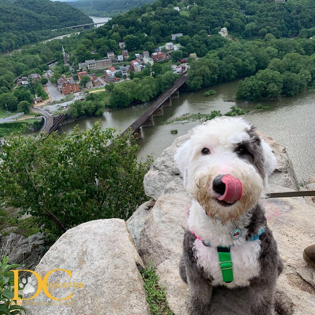 Look at this view! 😍 Oh yeah, the scenery is pretty great too... we were just looking at Sybil 😋

#sheepadoodle #hiking #dcdsfamily