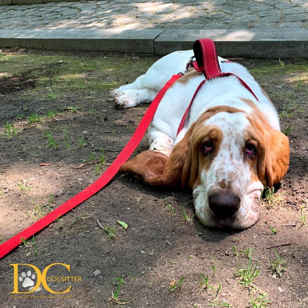 Quick! Someone remind Higby that it's #humpday! 😂 We're almost through the week, hang in there! 

#bassethound #dcdsfamily