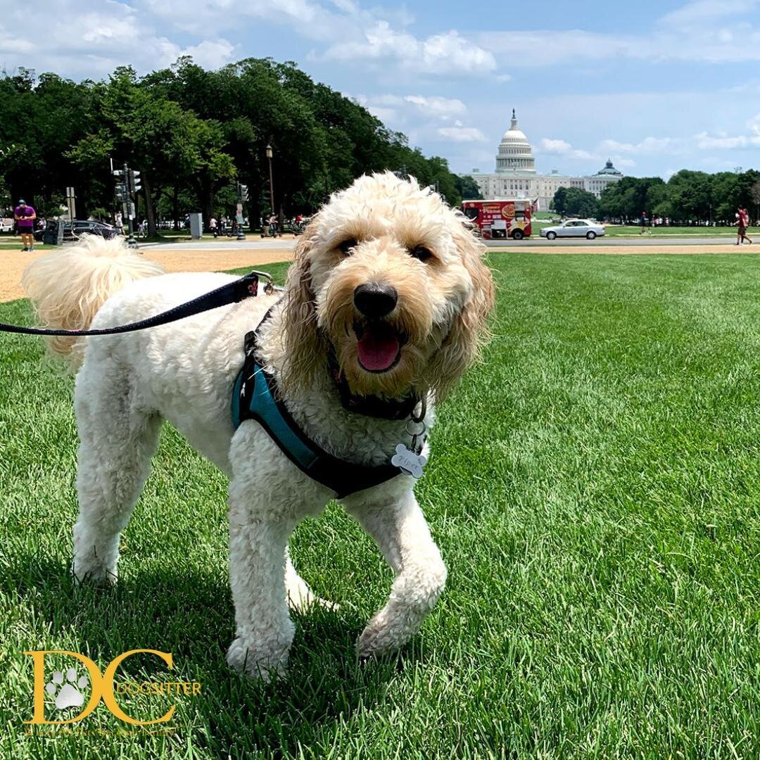 Piper's putting the &quot;DC&quot; in DC Dog Sitter!! We love being able to walk the pups on the National Mall! 

#goldendoodle #dcdogs #dcdsfamily