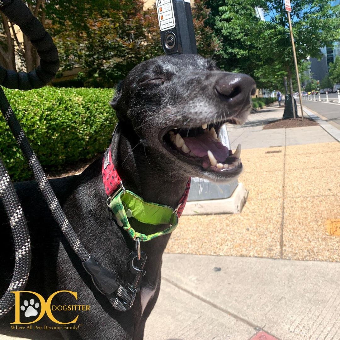 Norah is our Friday afternoon mood!! Happy weekend, world! 

#greyhound #dcdsfamily #thatfridayfeeling