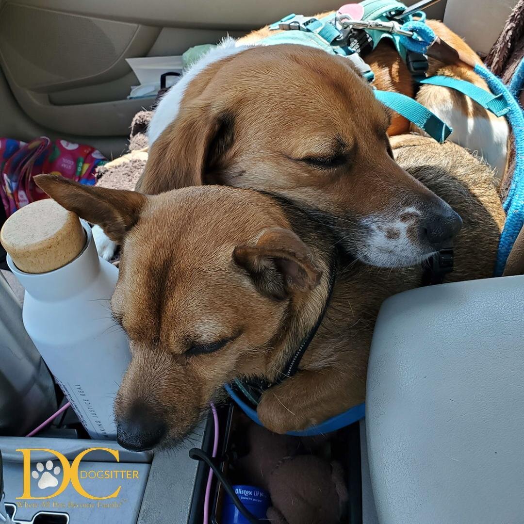 When you adventure all week and you just can't anymore... Tag your Sunday snuggle buddy! ❤️

#butter #marty #dcdsfamily
@butter.the.nugget