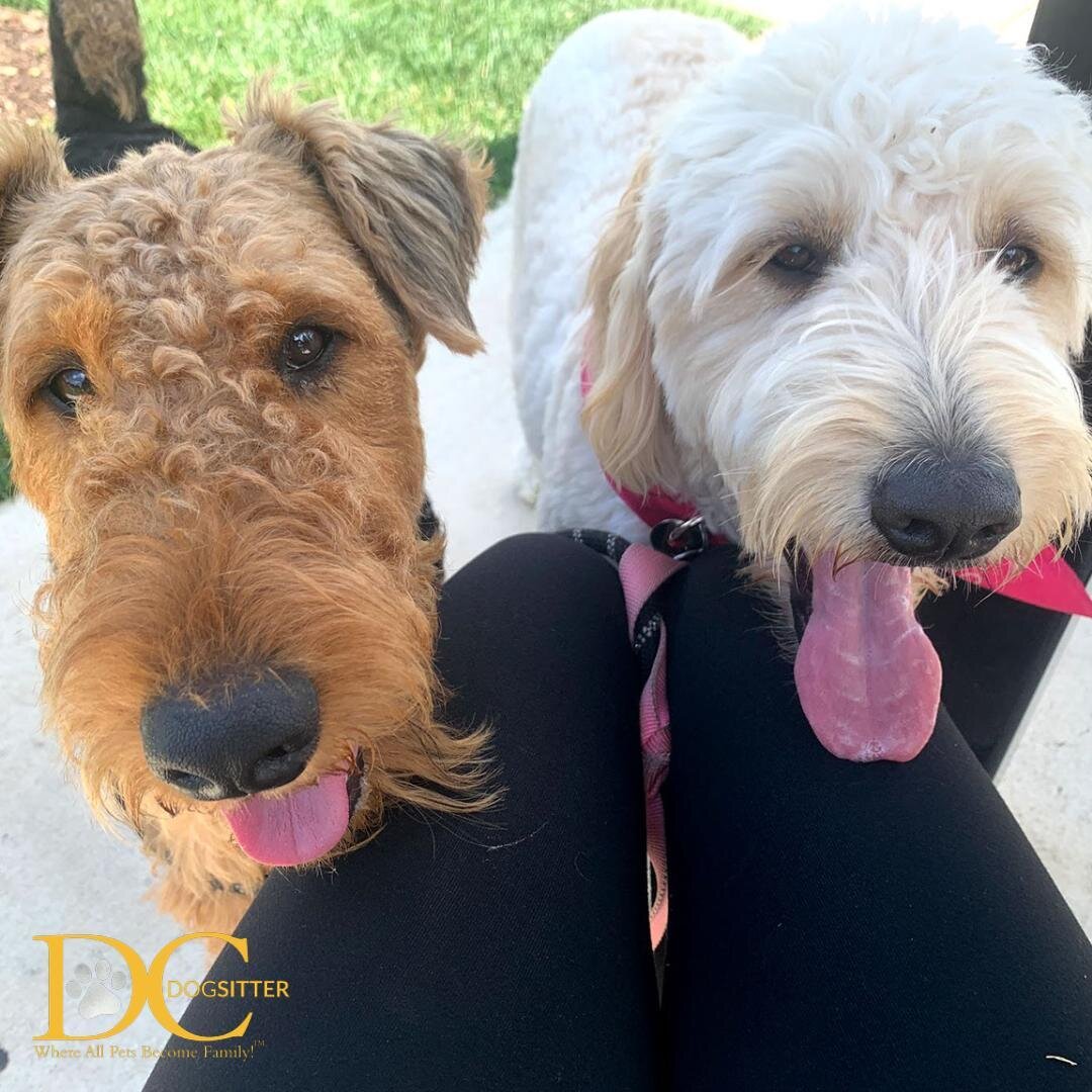 It's that time of the week again! Bismarck and Ramona giving us their best #TonguesOutTuesday poses!! 😜

#airedaleterrier #goldendoodle #dcdsfamily
@bismarck_the_diplomat_dog