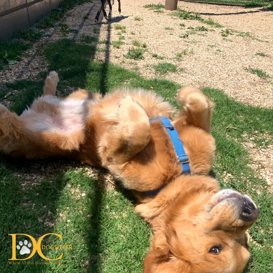 Dugan here- with your reminder that the week is halfway through!! You can do it! 💙

#goldenretriever #dcdsfamily
@derekanddugan