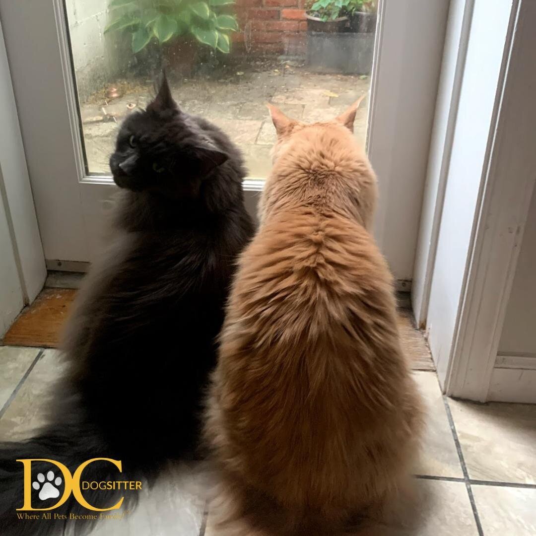 It's a two-for-one #FelineFriday! This week we are featuring Alibar and Hendrix, two gorgeous Maine Coon babies! 😻These two are characteristically curious and love to play. Although they are indoor kitties, these two love to keep track of what's goi