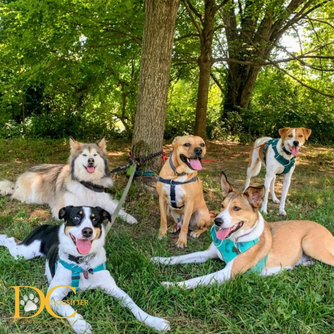 Summer is always more fun with your pals! ☀️ Happy #TonguesOutTuesday from this adorable crew!! 

#misha #phoebe #kemba #fred #ginger #dcdsfamily