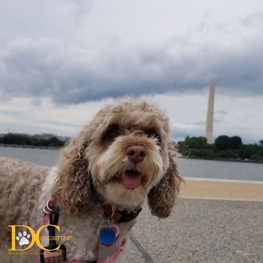 Happy Wednesday, DC! 🌤️ Annie here with an exciting reminder: you're halfway through the week! 💗

#dcdsfamily #humpday