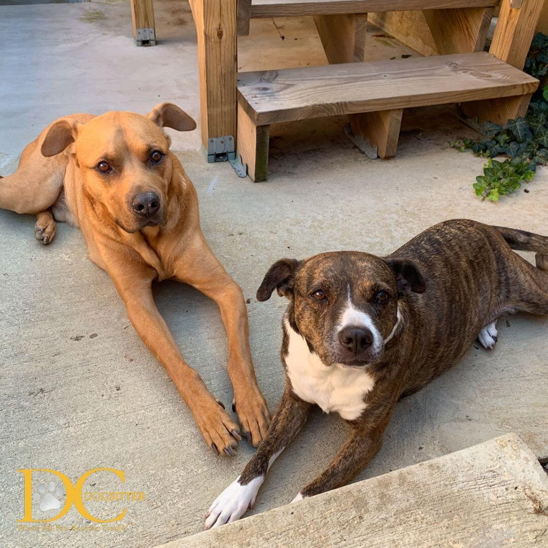 How adorable are these two?? Meet Barney and Stella, two pit-mix siblings that we had the pleasure of sitting this week! Barney and Stella most enjoy exploring their neighborhood, late night cuddles, and a good Milk Bone. 

#pitmix #dcdsfamily