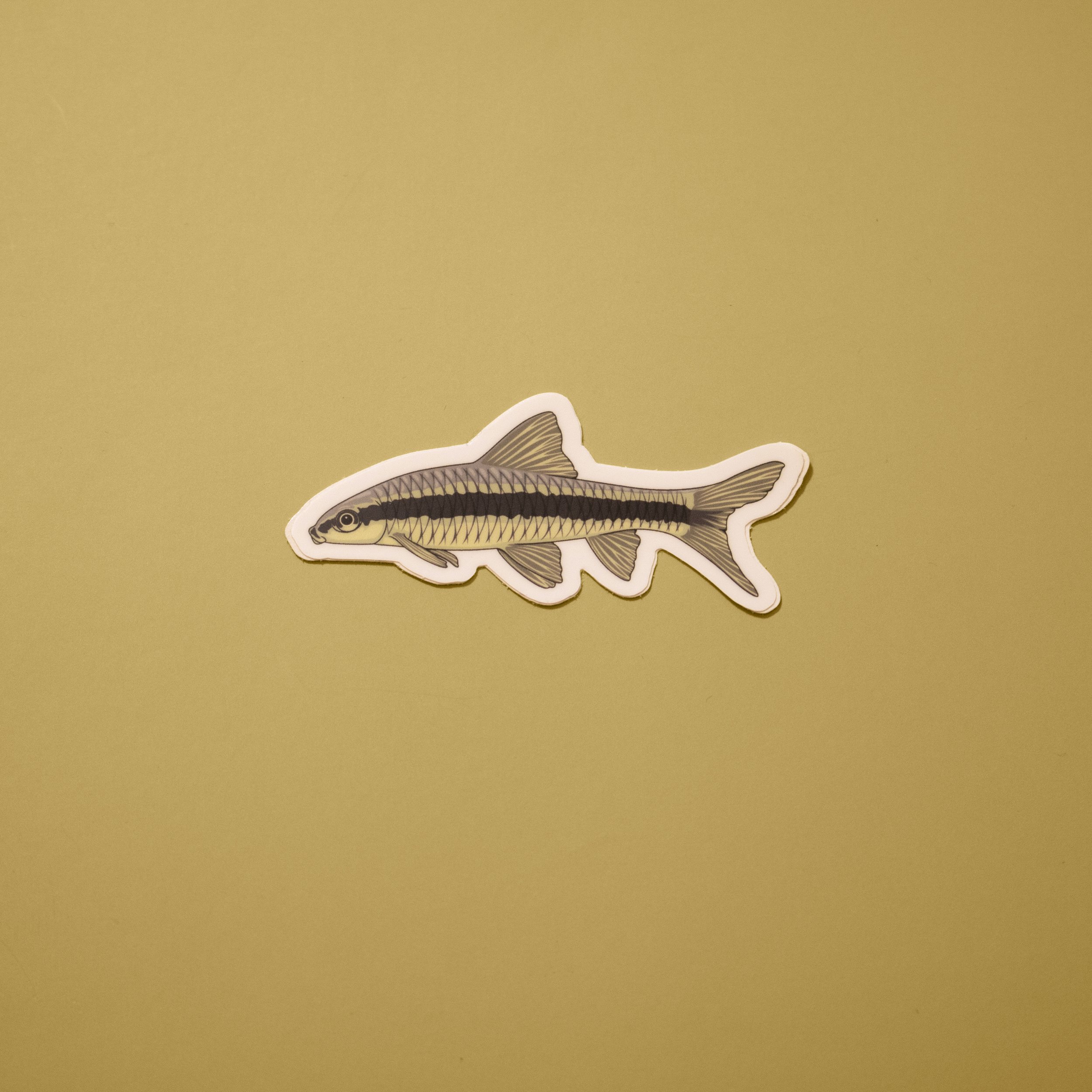 Siamese Algae Eater Sticker 3"