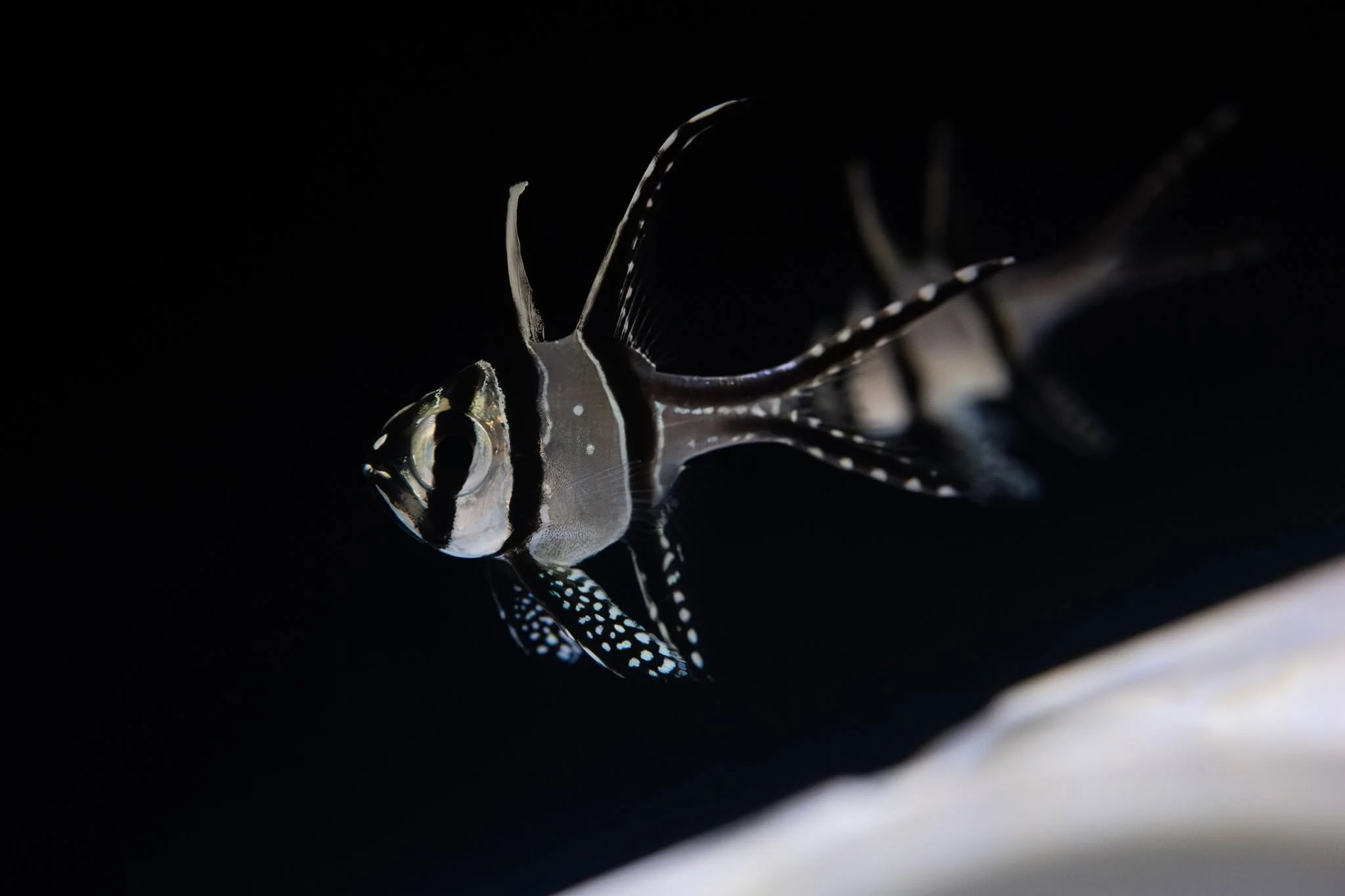 Stocklist update below!

Highlights: Banggai Cardinals - It's been a while, but we have plenty!  Freshwater nano bottom dwellers - Dwarf Zipper Kuhlis, Peacock and Zebra eels, Amano Shrimp.  Aquatic mosses (Java, Christmas, Weeping)

--
Freshwater Fi