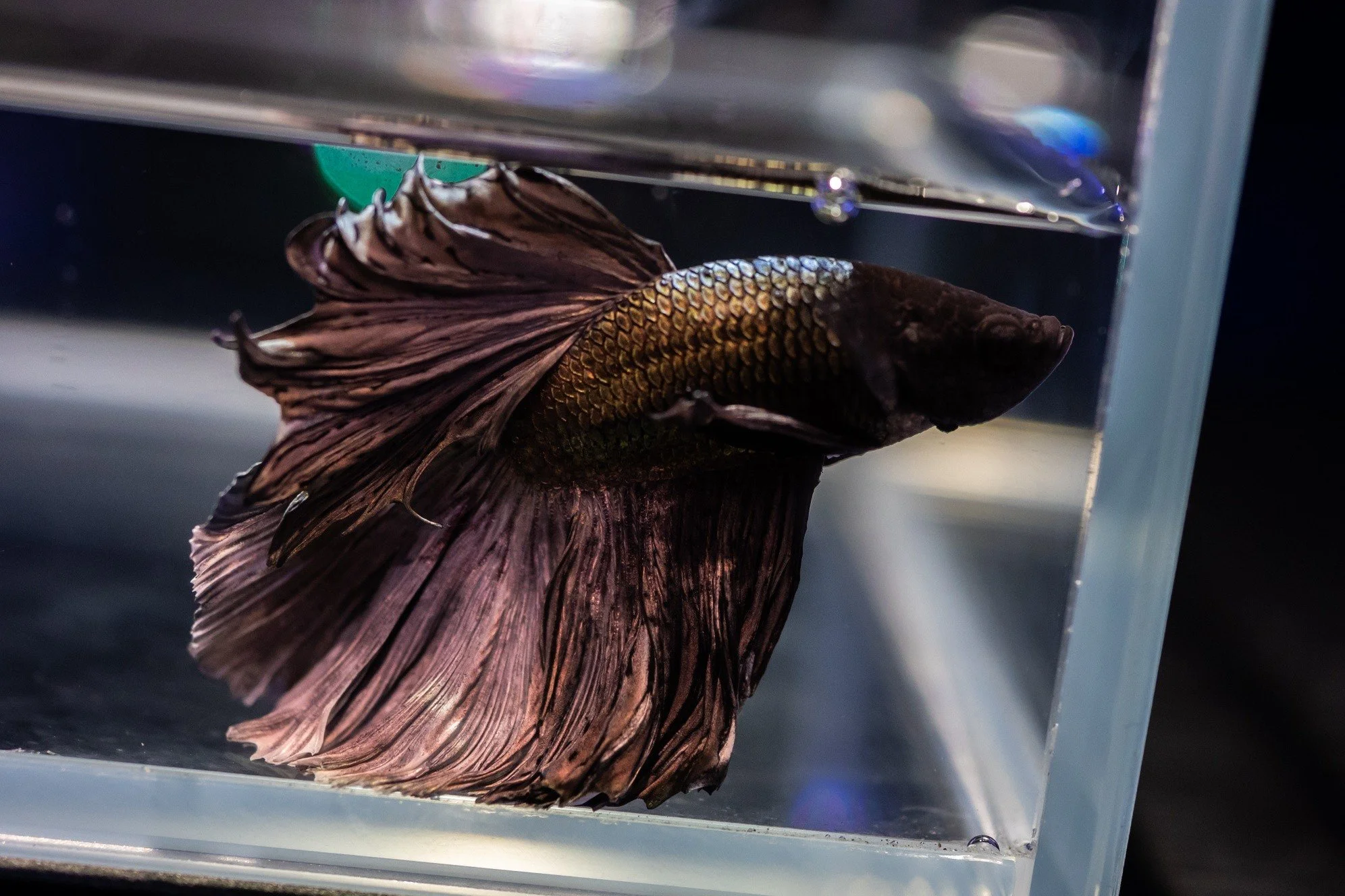 Stocklist update below!

Highlights: Red and purple things 💜 ❤️ - Dartfish (Purple and Exquisite), lots of red Tetra species (Ember, Bleeding Heart, Red Phantom), Bettas (especially Alien and metallic varieties), terrarium and house plants

Remember