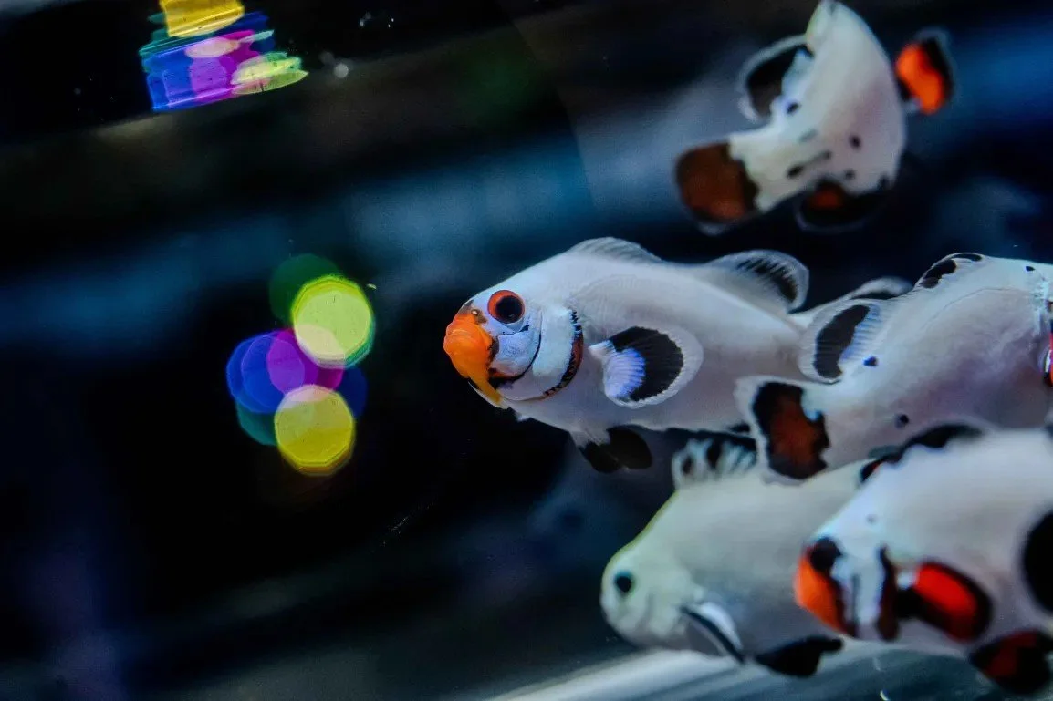 It's a clown Party! 🎈🎉

Pictured: 
Orange &amp; White (A. Ocellaris), Captive Bred,
Mocha/Orange Storm (A. Ocellaris), Captive Bred,
Frostbite w "Bullet Holes" (A. Ocellaris), Captive Bred,
Snowstorm (A. Ocellaris), Captive Bred,
Assorted