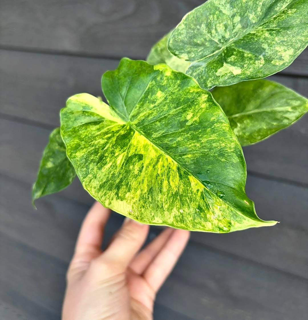 🚨 Shipment Day Is Here! 🚨

We&rsquo;ve received fresh arrivals across every department, and there&rsquo;s a ton to check out!!

🐟Freshwater Fish &amp; Aquatic Plants
🪷 Goldfish/Koi &amp; Various Pond Plants (Including Floaters)
🌊 Saltwater Lives