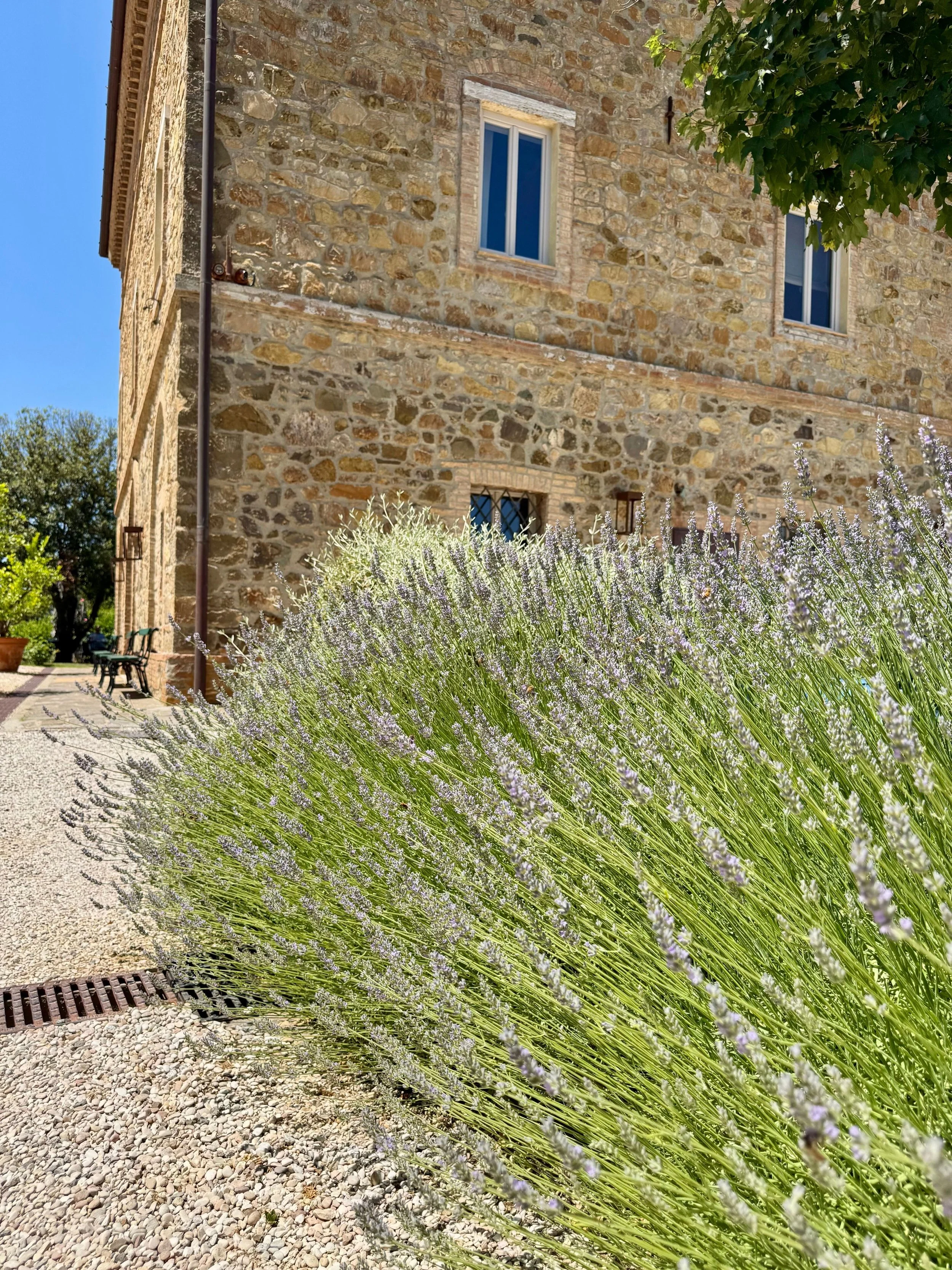 The Lavender Path — Fine Art Digital Print | Moments in Tuscany, Collection 01