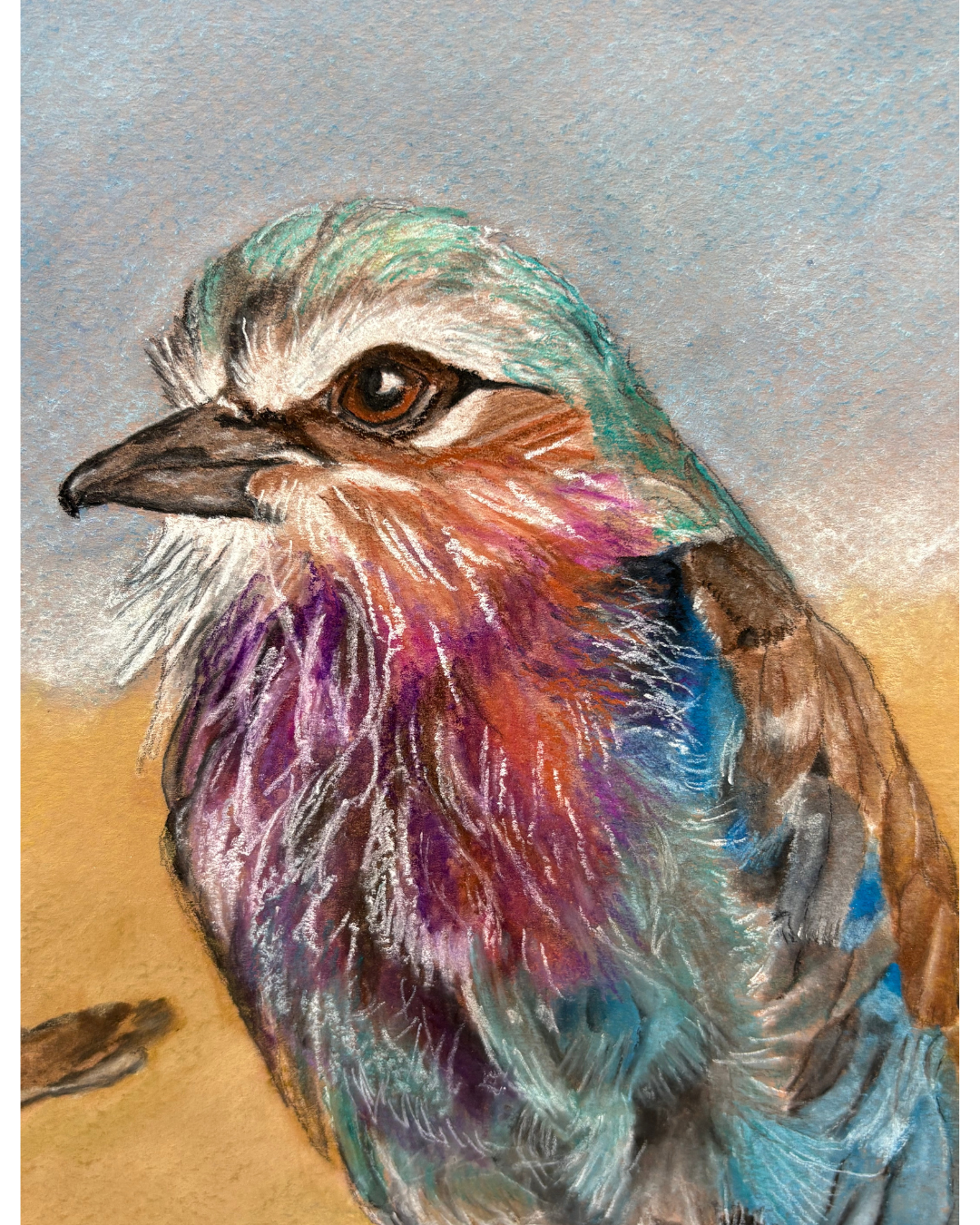 Lilac Breasted Roller 3.png