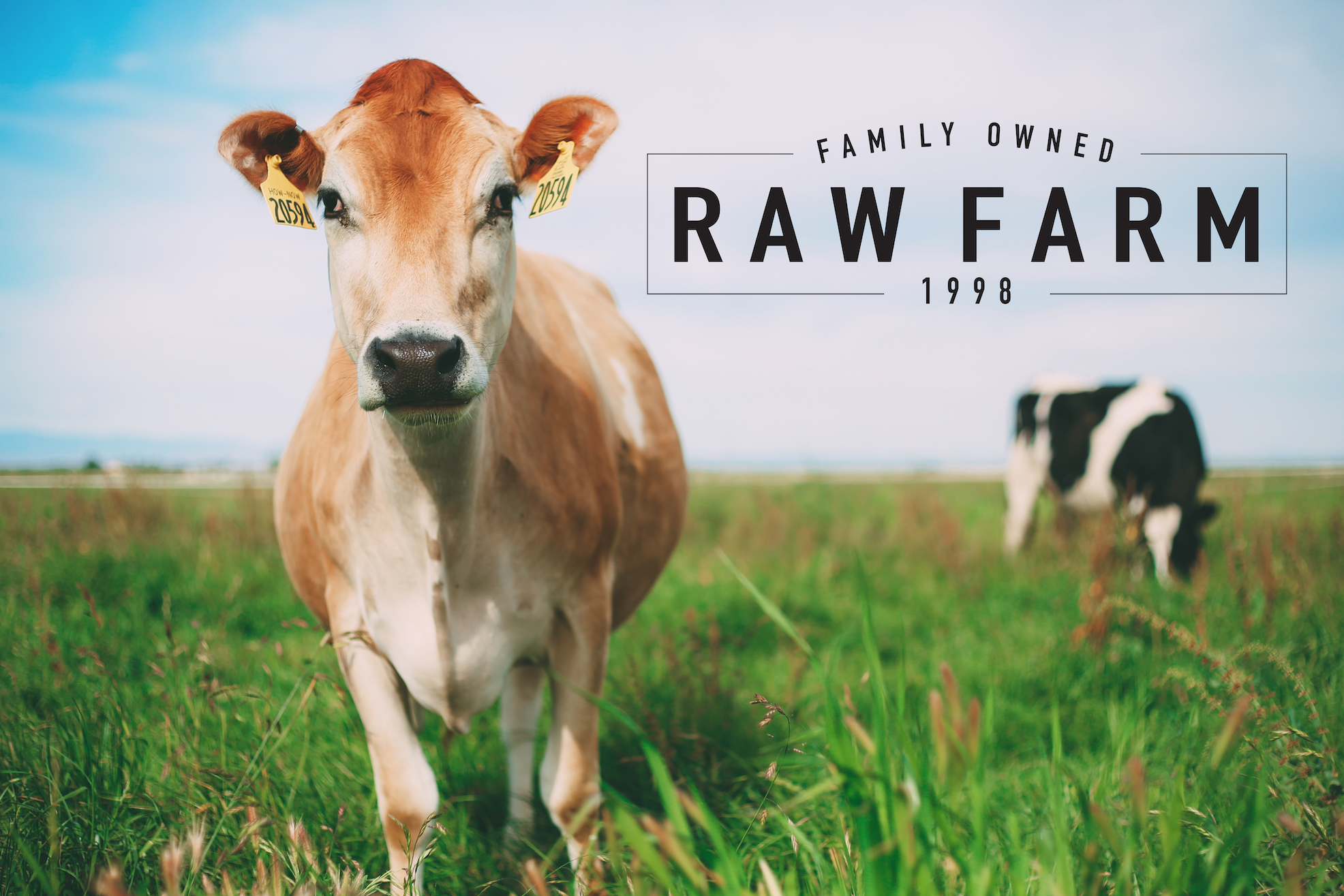 HOW WE KEEP OUR COWS HAPPY AND HEALTHY