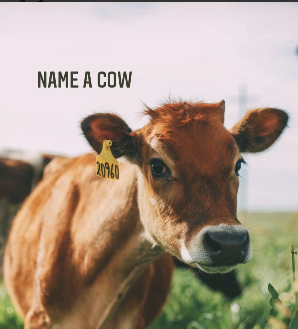 NAME A COW!