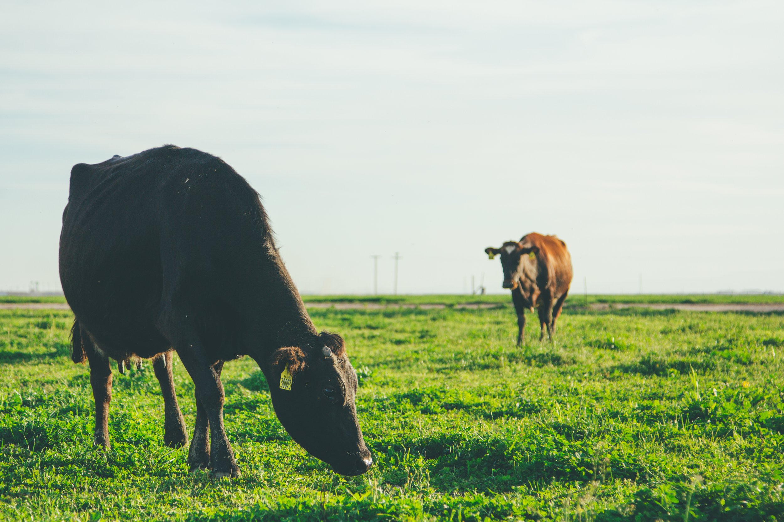 cows grazing.jpeg