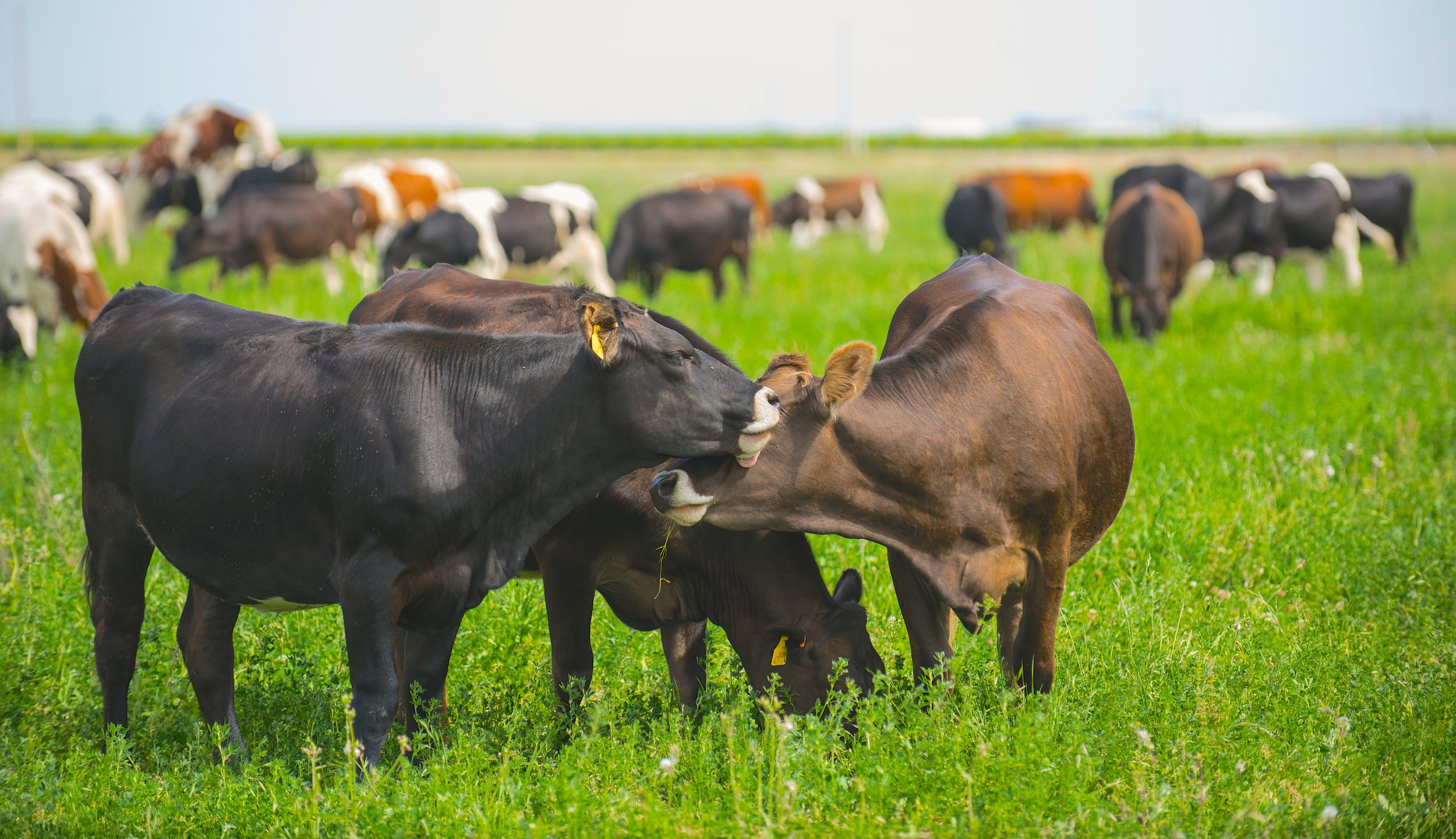 cows kissing.jpeg